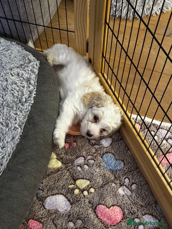 Mixed Breed dogs Beautiful Tiboodles Boy & Girl for sale - Advert 1