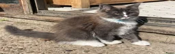 Maine Coon cats for sale: Stunning Maine Coon kittens - Advert 15