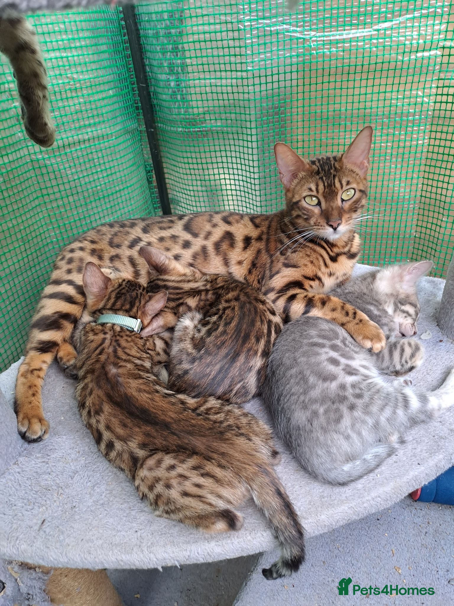 Bengal cats 2 bengal boys  - Advert 1