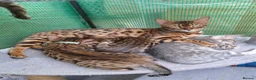 Bengal cats for sale: 2 bengal boys  in Yeovil - Advert 1