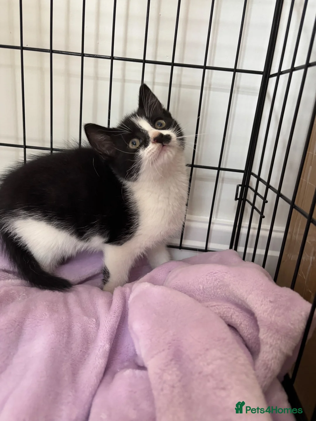 Mixed Breed cats for sale: Beautiful Little Black & White Boy - Advert 2