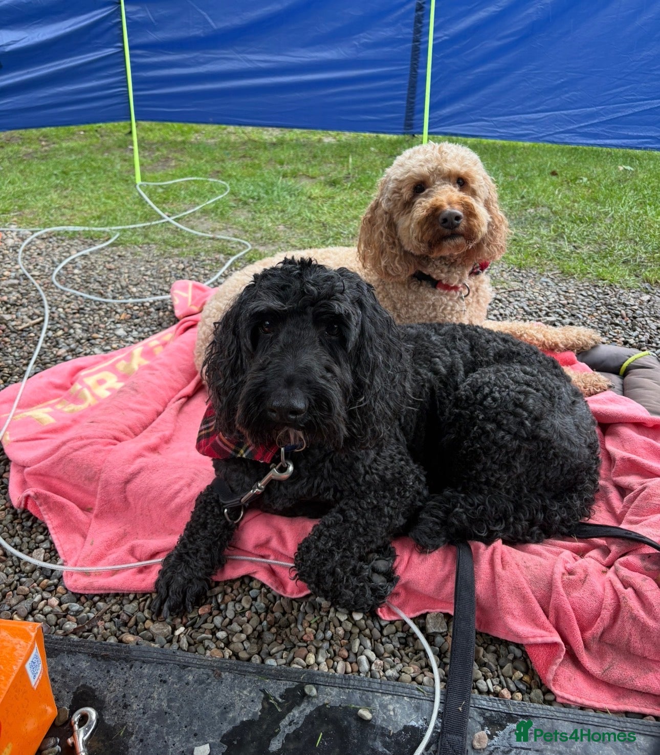 Sproodle dogs Brothers- Reggie and Rudy - Advert 5
