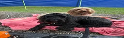 Sproodle dogs for sale: Brothers- Reggie and Rudy - Advert 1