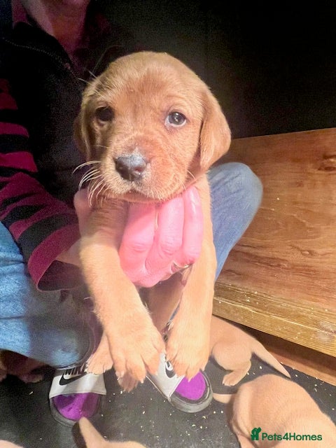 Labrador Retriever dogs Fox Red Labrador puppies in York - Advert 5