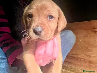 Labrador Retriever dogs Fox Red Labrador puppies in York - Advert 5
