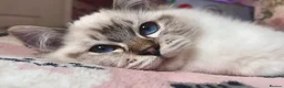 Ragdoll cats for sale: GCCF lilac male kitten - Advert 3