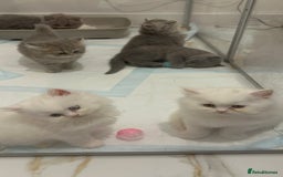 British Shorthair cats for sale: Blue British Shorthair GCCF - Image 12