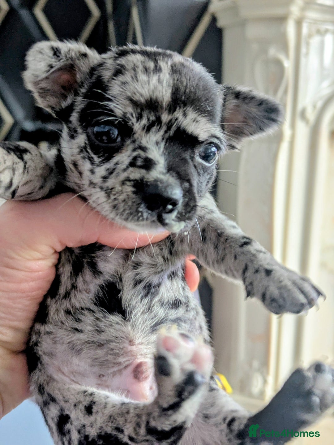 Chihuahua dogs for sale: Merle Chihuahua puppies  - Image 1