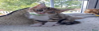 Bengal Kitten 3