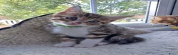 Bengal cats for sale:  Ready NOW!Mixed/x tabby/half bengal kittens💙💚🧡 - Advert 10