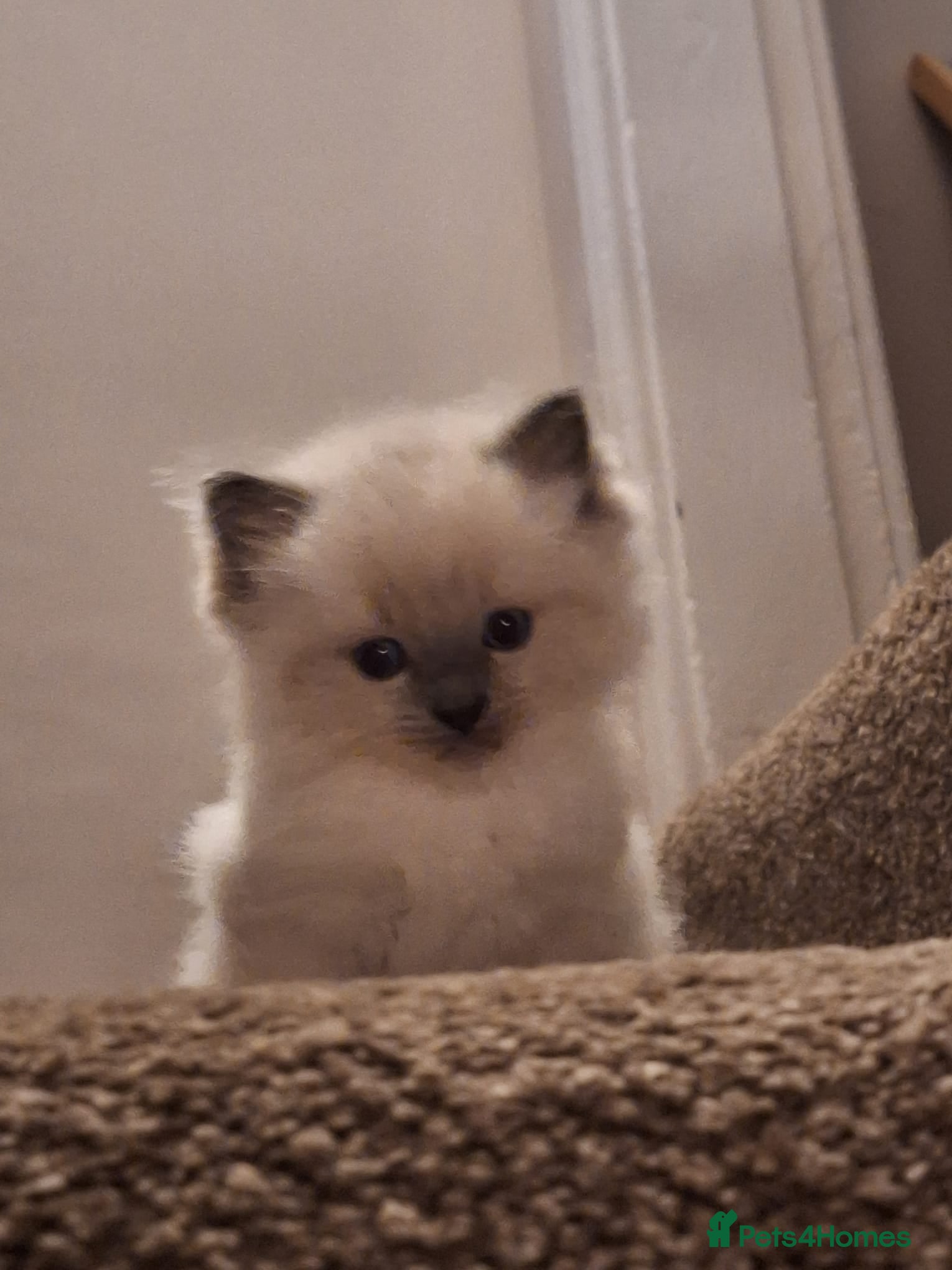 Ragdoll cats 2 gorgeous female ragdoll kittens for sale - Advert 12