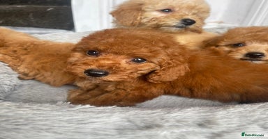 Maltipoo dogs - Advert 1
