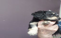 Miniature Dachshund dogs for sale: READY NOW BLACK & CREAM KC REG MINI L HAIRED DAXIS - Image 23