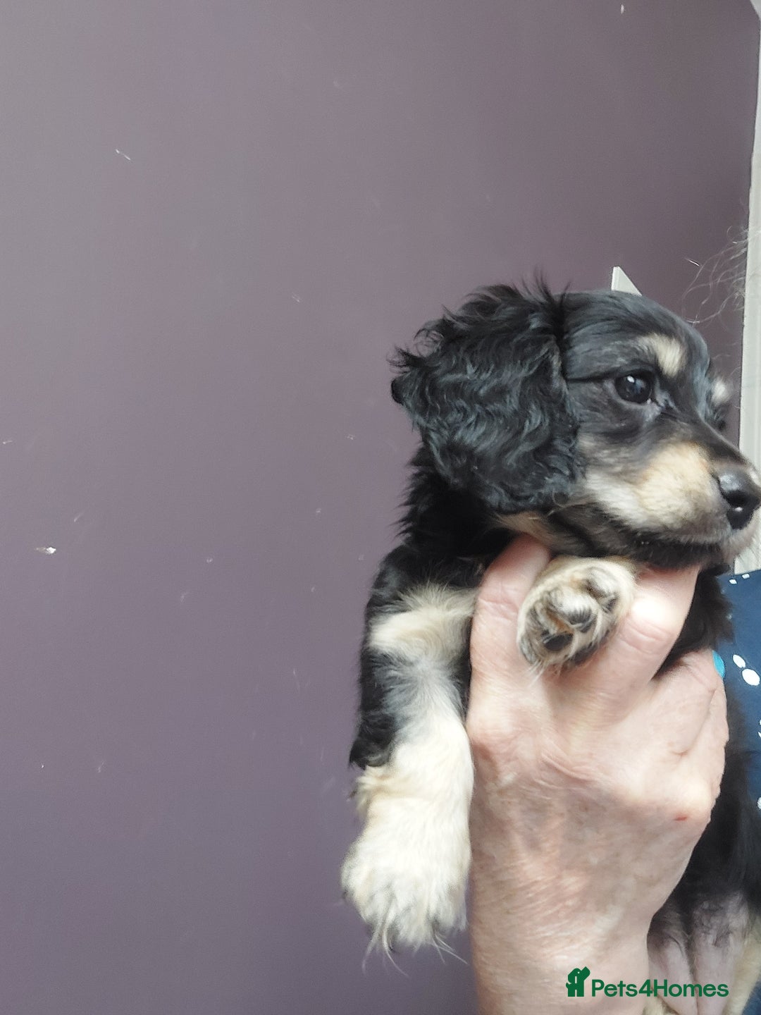 Miniature Dachshund dogs for sale: READY NOW BLACK & CREAM KC REG MINI L HAIRED DAXIS - Image 23