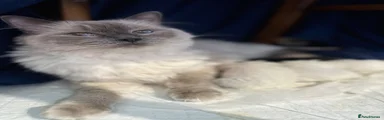 Ragdoll 2