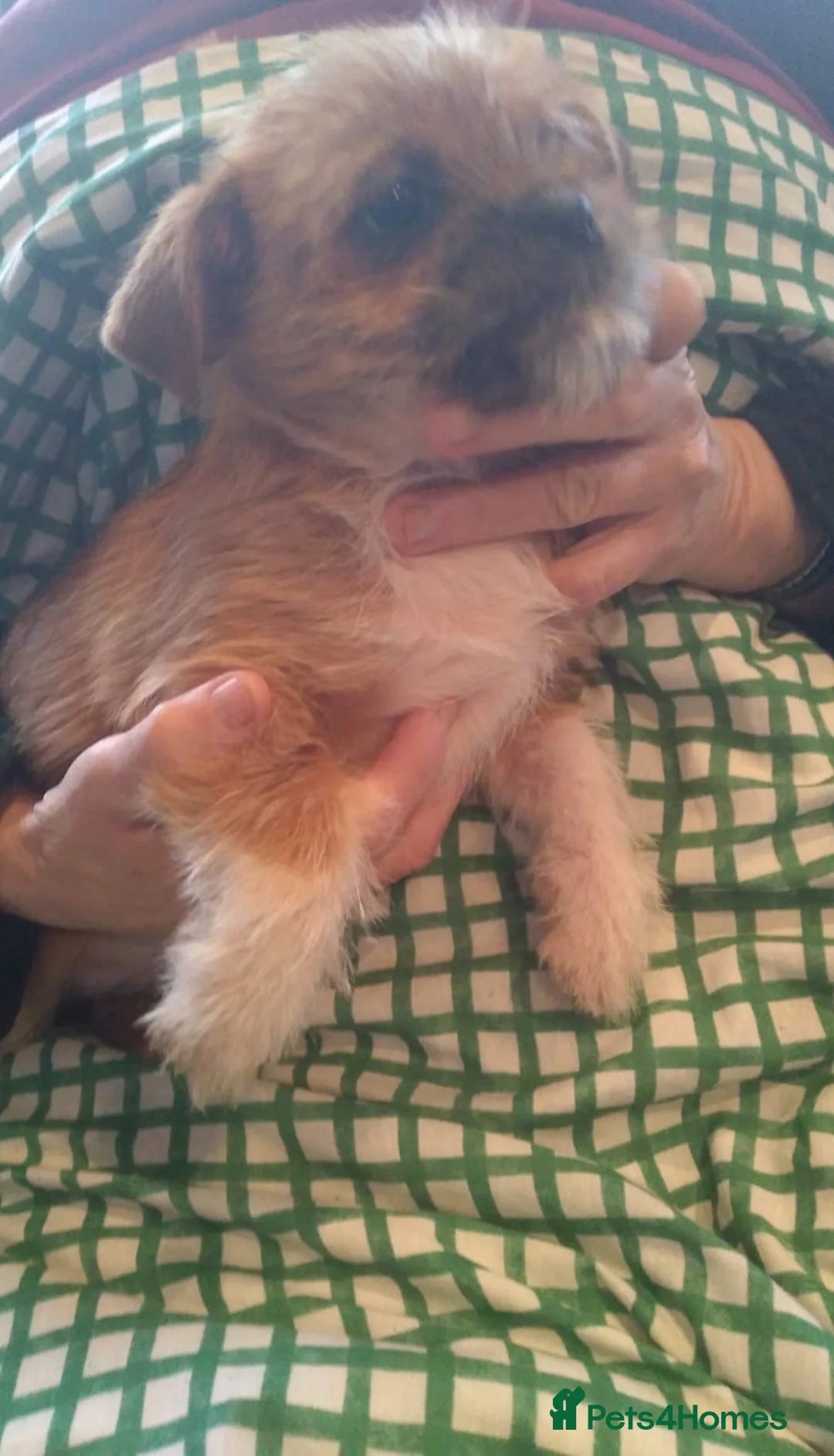 Mixed Breed dogs for sale: 3 beautiful pups  - Advert 3