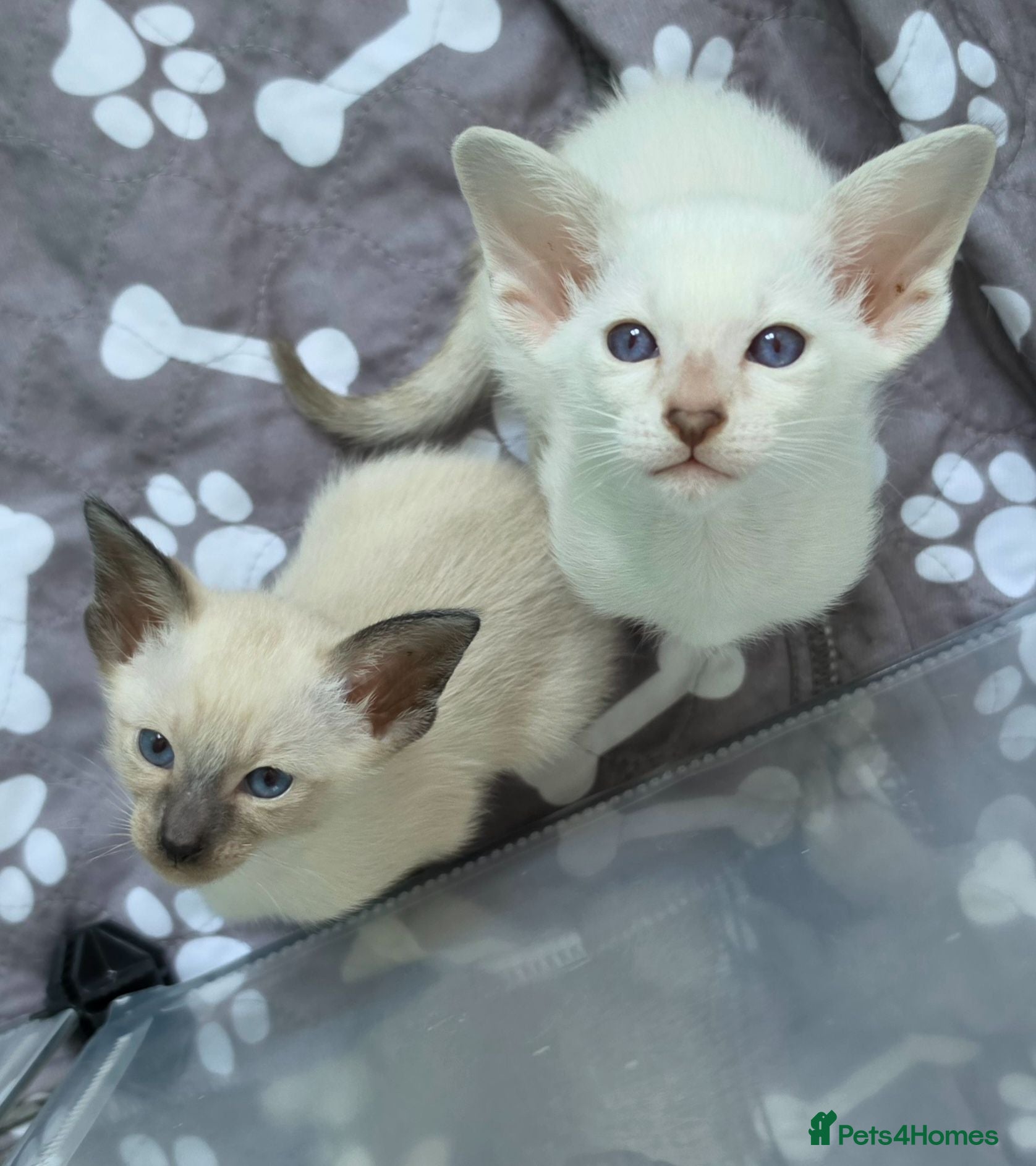 Siamese cats GCCF registered Siamese kittens - Advert 14