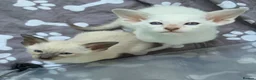Siamese cats for sale: GCCF registered Siamese kittens - Advert 1