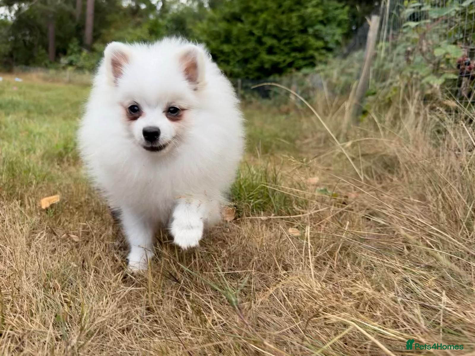 Pomeranian dogs Beautiful Purebred Pomeranian Female 5½ Months Old - Advert 12