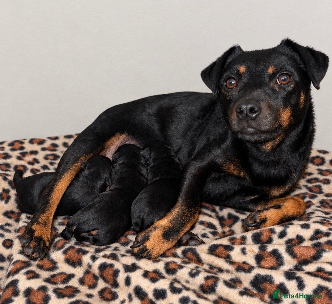 Mixed Breed dogs Lakeland x Jack Russell puppies  - Advert 18