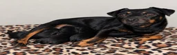 Mixed Breed dogs for sale: Lakeland x Jack Russell puppies  in Crook - Advert 1
