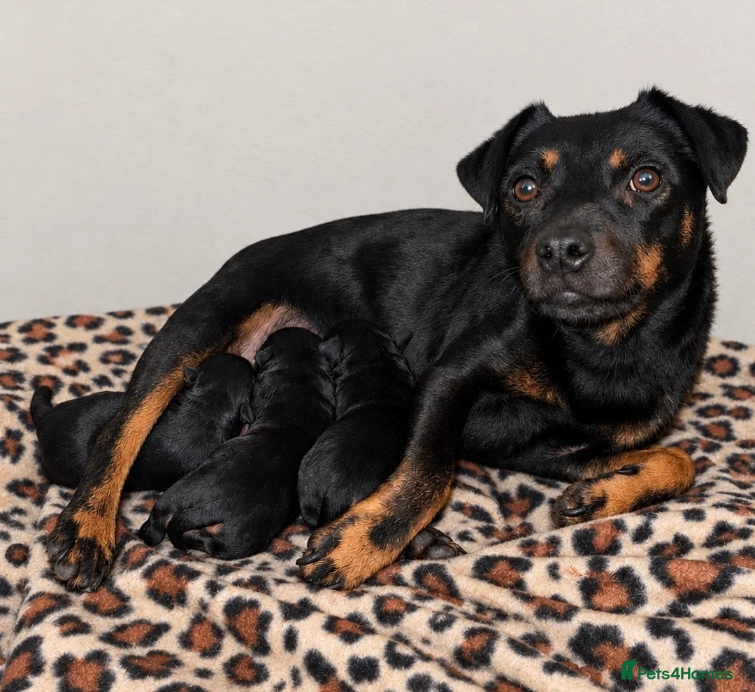 Mixed Breed dogs for sale: Lakeland x Jack Russell puppies  in Crook - Advert 1