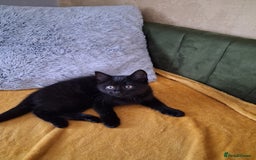 British Shorthair cats for sale: British Shorthair kitten  - Image 4