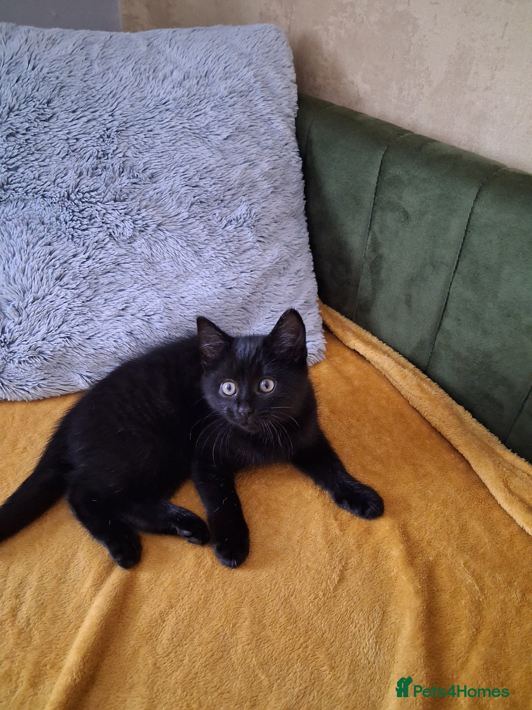 British Shorthair cats for sale: British Shorthair kitten  - Image 4