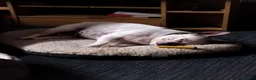 French Bulldog dogs for sale: French bulldog  - Advert 3