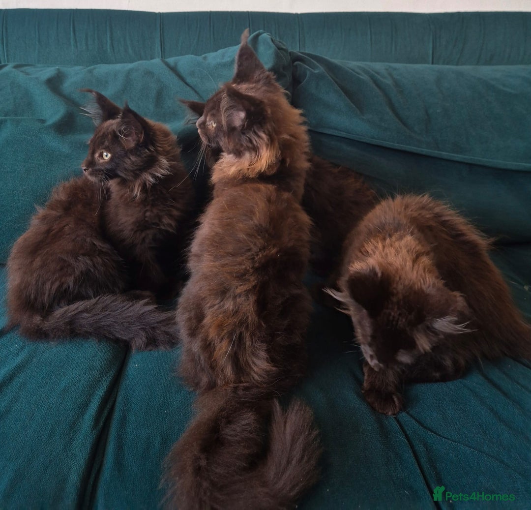 Maine Coon cats for sale: Beautiful Maine Coon babies  - Image 13
