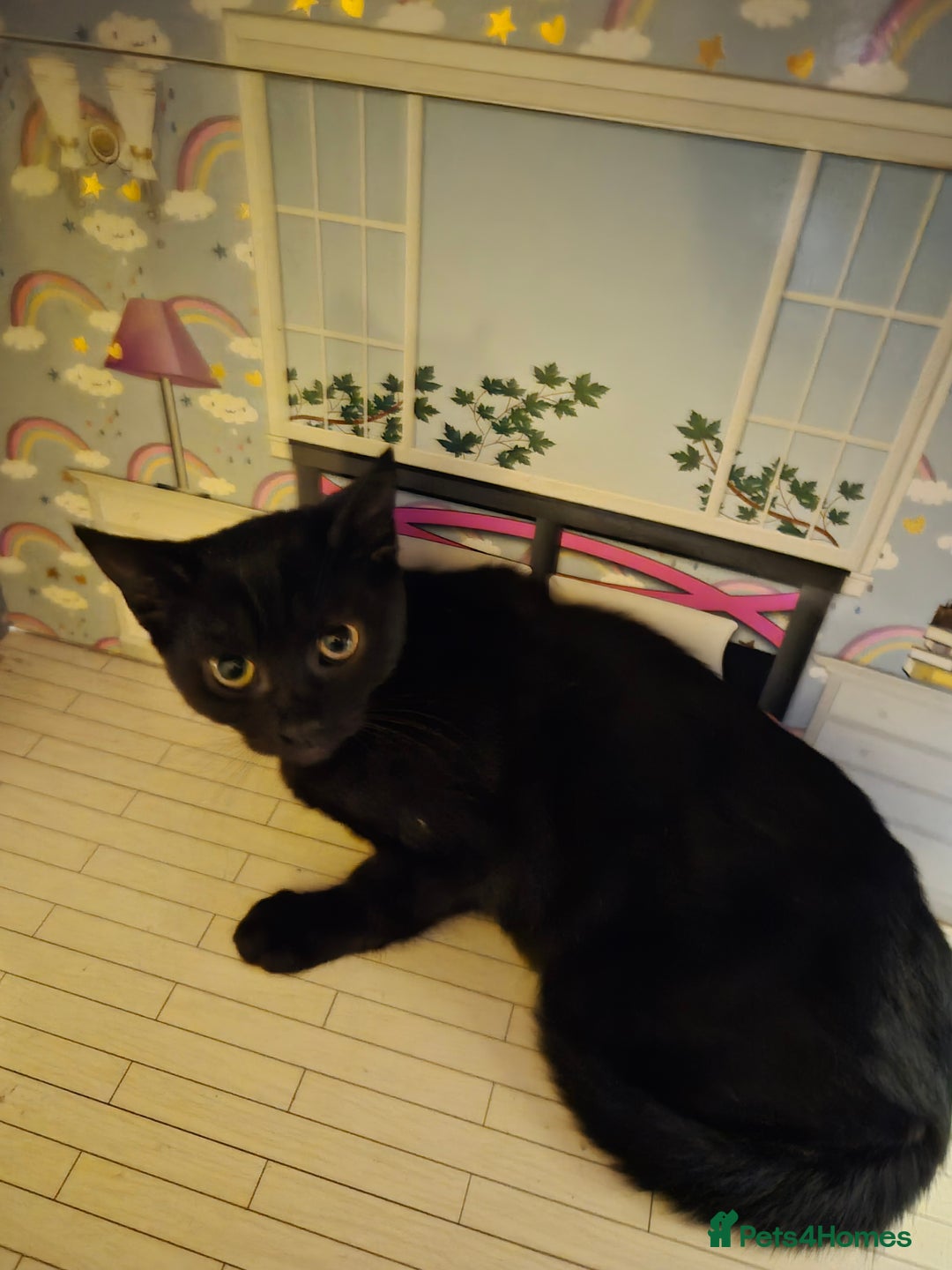 Mixed Breed cats for sale: One adult cat and 4 kittens - Advert 1