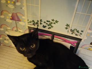 Mixed Breed cats One adult cat and 4 kittens - Advert 4