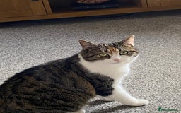 Domestic Shorthair cats for sale: Beautiful Misty Free To A Good Home - Image 4