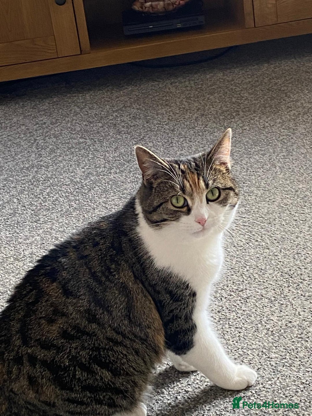Domestic Shorthair cats for sale: Beautiful Misty Free To A Good Home - Image 4