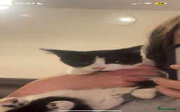 Mixed Breed cats for sale: Nancy - 7 month old black and white kitten  - Advert 5