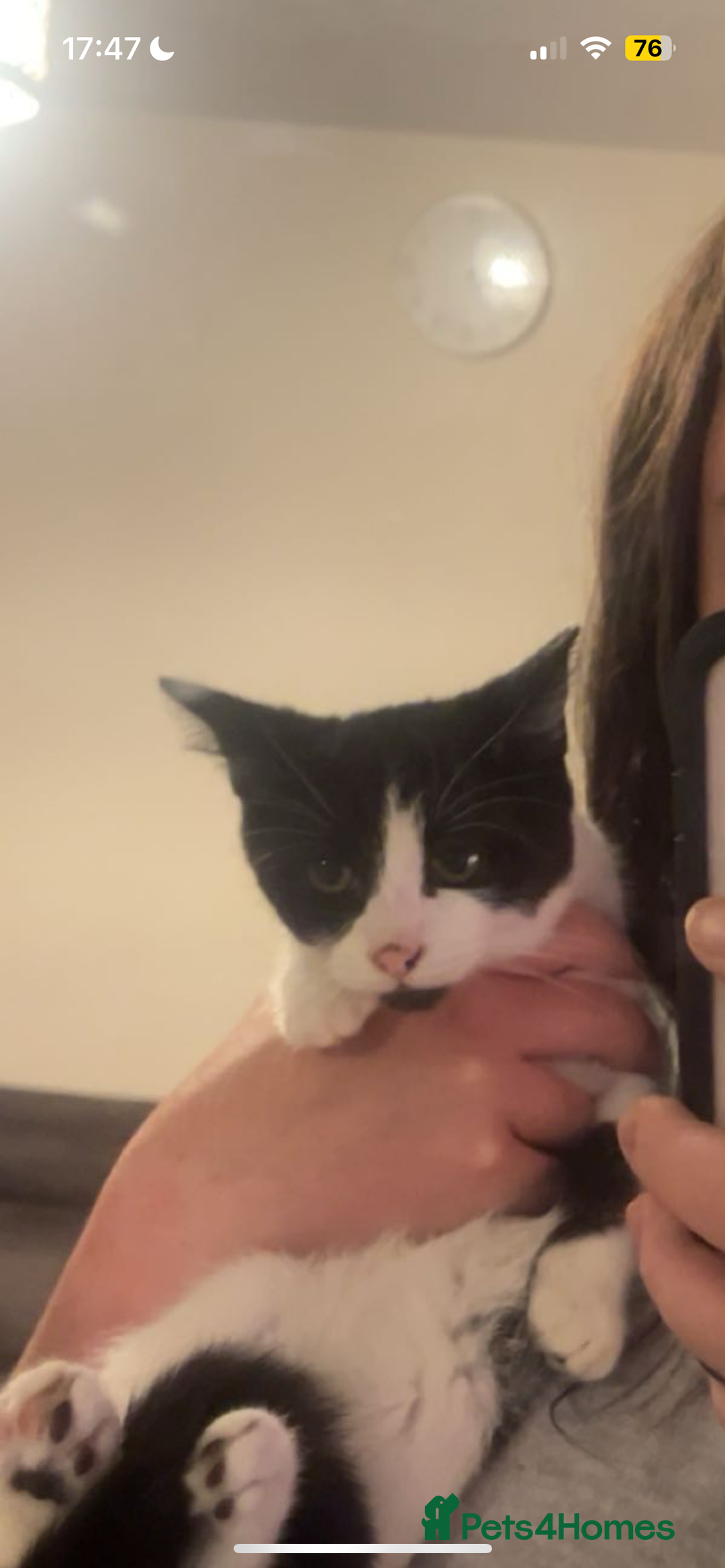 Mixed Breed cats for sale: Nancy - 7 month old black and white kitten  - Advert 5