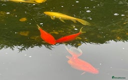 Koi Carp fish for sale: Koi Carp for Sale (rehoming due to baby and dog)  - Image 9