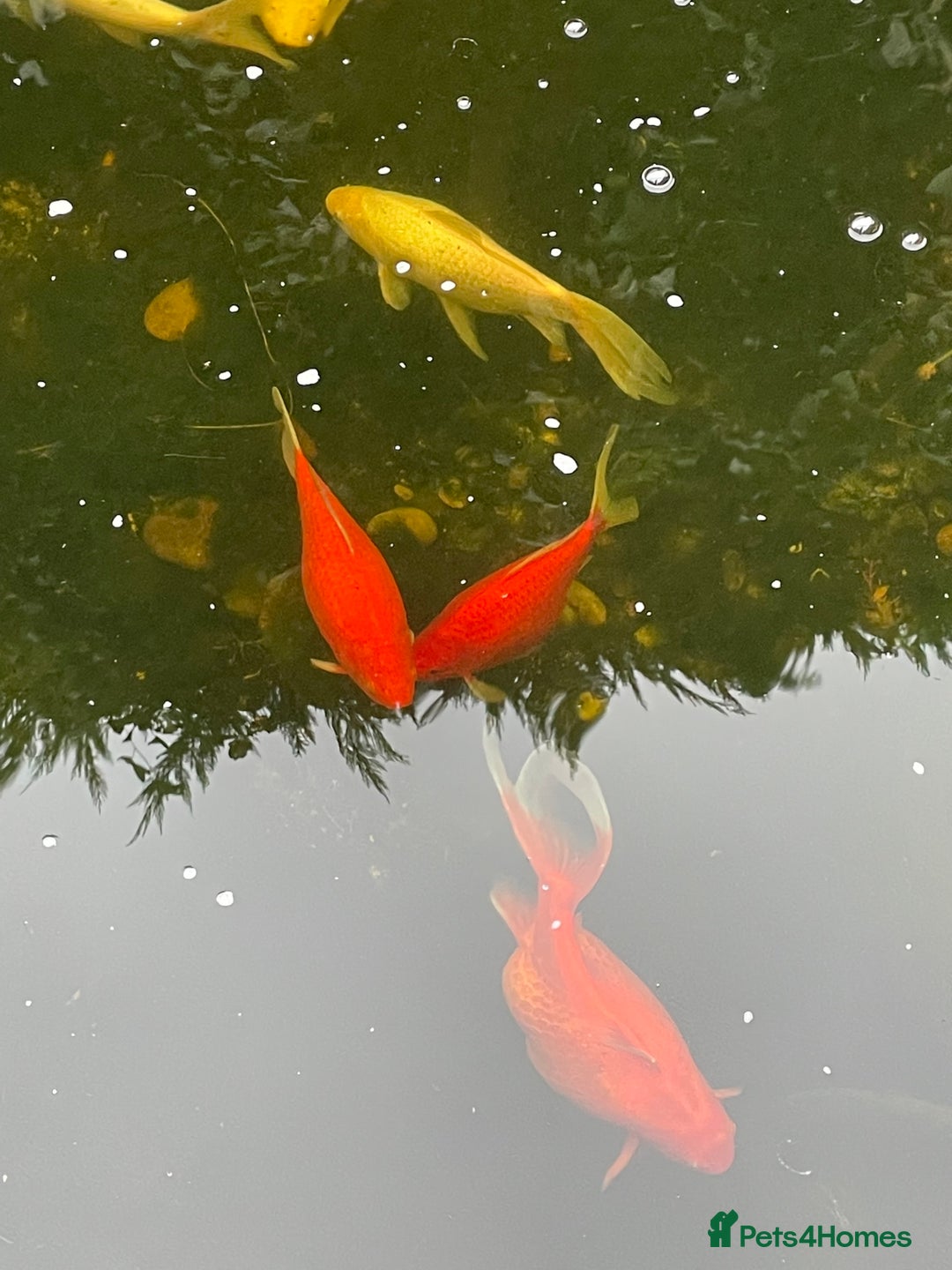 Koi Carp fish for sale: Koi Carp for Sale (rehoming due to baby and dog)  - Image 9