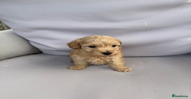 Maltipoo dogs - Advert 3