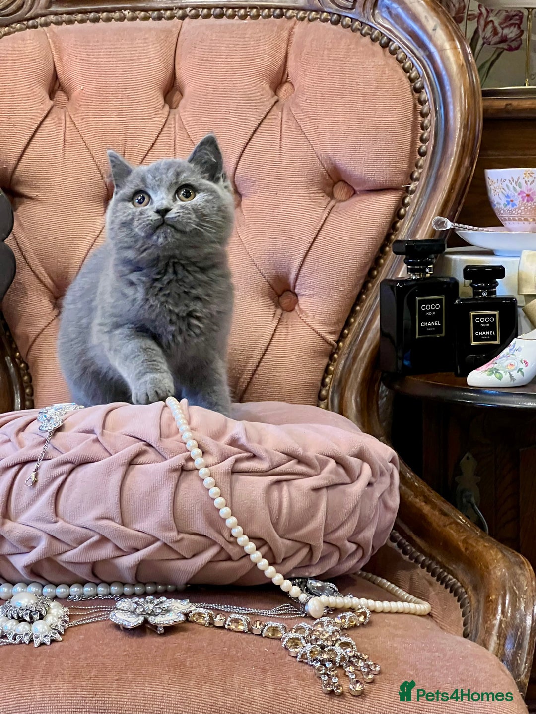 British Shorthair cats for sale: PUREBRED BSH KITTENS - Advert 3