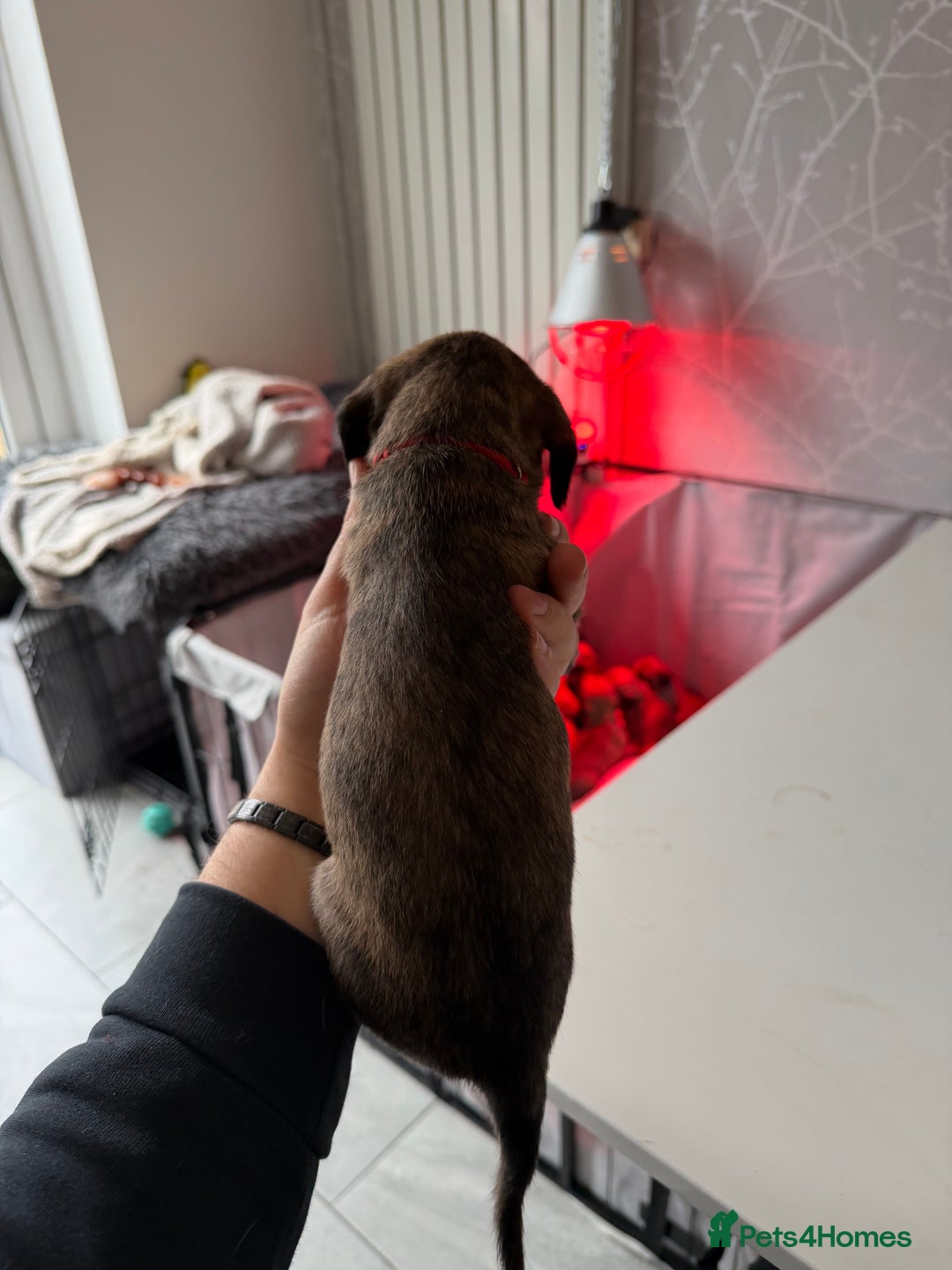 Mixed Breed dogs for sale: Bedlington x Whippet - Advert 38