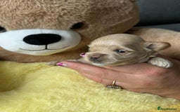 Maltipoo dogs for sale: Tiny F1 Asian Maltipoo puppies. Reserve now! - Image 5