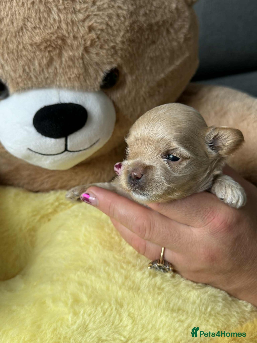 Maltipoo dogs for sale: Tiny F1 Asian Maltipoo puppies. Reserve now! - Image 5