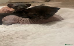 Sphynx cats for sale: Beautiful Sphynx cross orinetal kittens  - Advert 14
