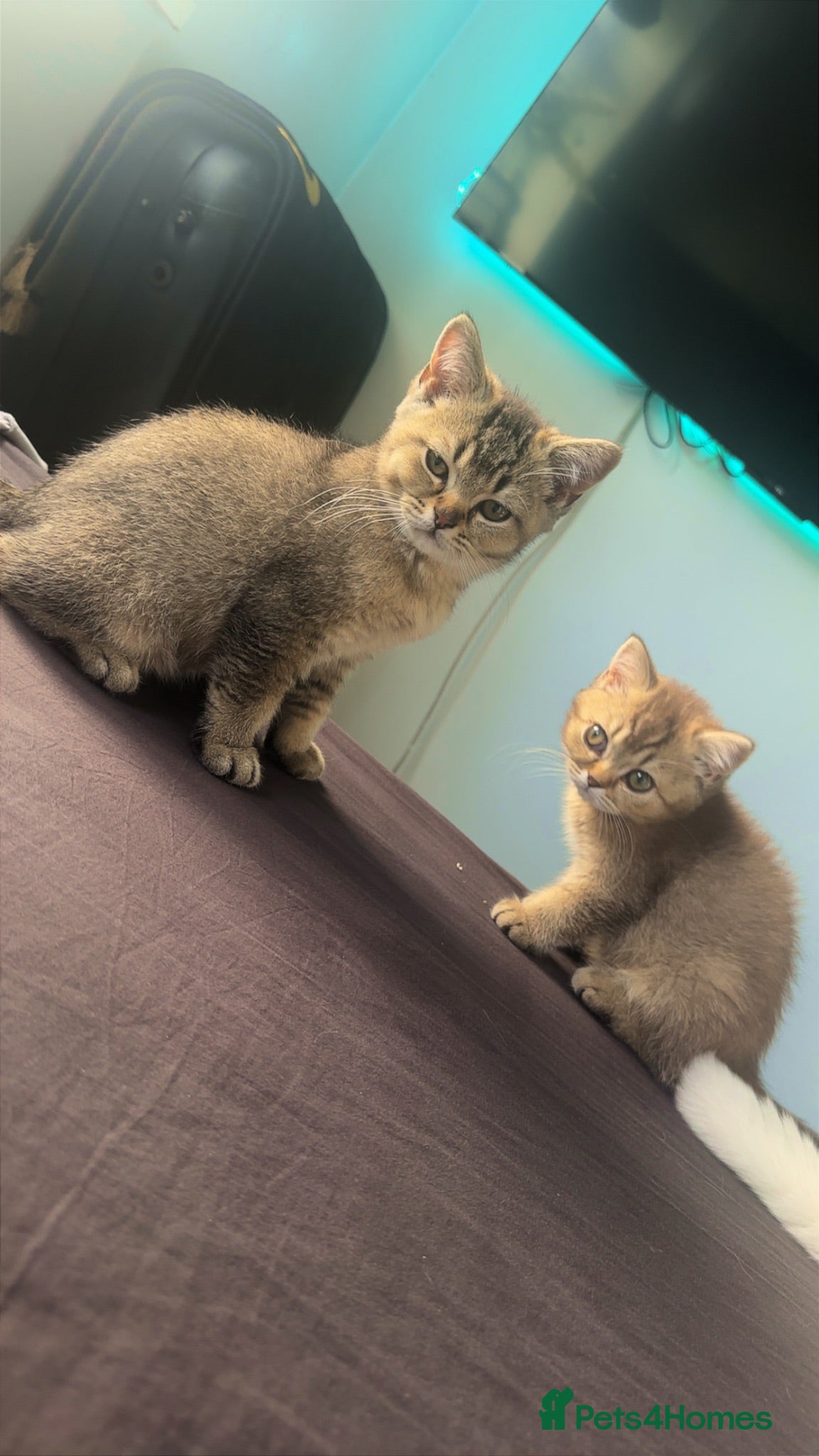 British Shorthair cats Rare blue golden  - Advert 1