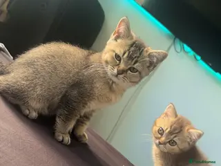 British Shorthair cats Rare blue golden - Advert 1