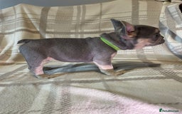French Bulldog dogs for sale: Micro Frenchie Puppies – KC Registered - Image 3