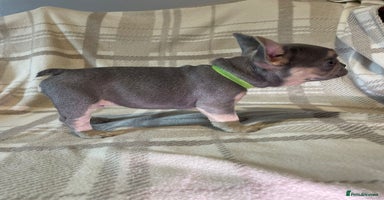 French Bulldog dogs - Advert 9