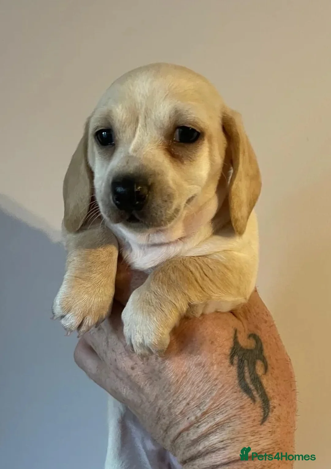 Miniature Dachshund dogs for stud: Smooth Cream Piebald for Stud  in Motherwell - Advert 9