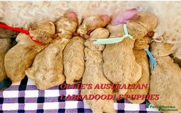Labradoodle dogs for stud: FULLY HEALTH TESTED MOYEN POODLE STUD! in Kettering - Image 39